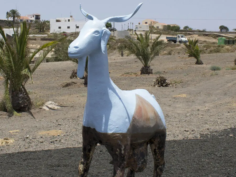 Una capra decorata, simbolo di Fuerteventura